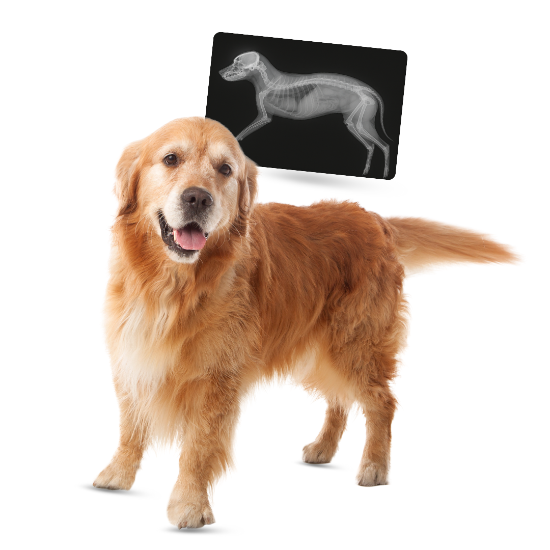 xray for pets in parel mumbai