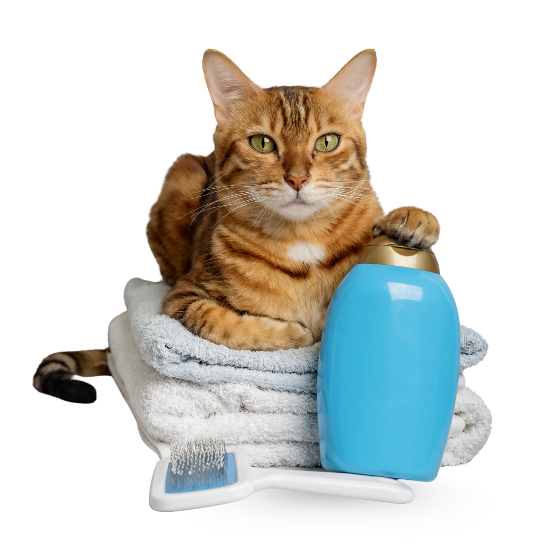 pet grooming in mumbai