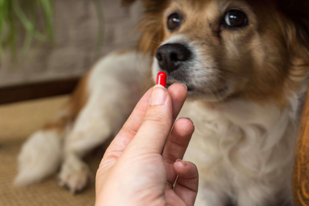 dog deworming