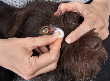 pet eye check-ups